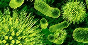 Hepatit E Virüsü'nün en çok bulunduğu il